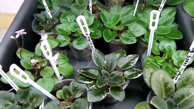 Что же мы будем ДЕЛАТЬ НА КАНАЛЕ? Пересадка, полив, полезные советы и много всего интересного!