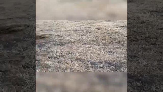 Тюкуем овёс на сено. Как затюковать сено? смотреть онлайн