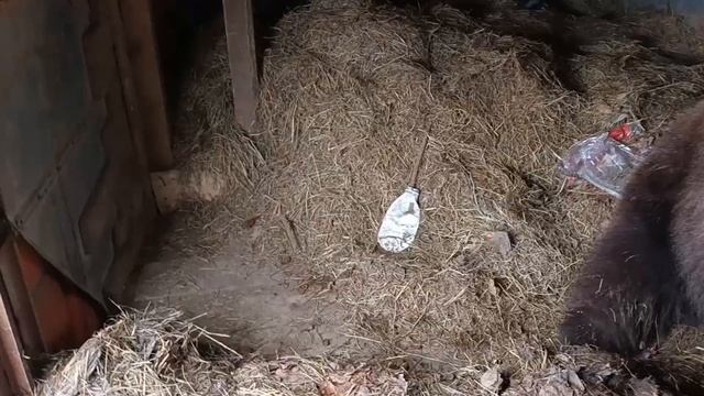 14.11.23. хроники берлоги #машахулиганяша смотреть онлайн