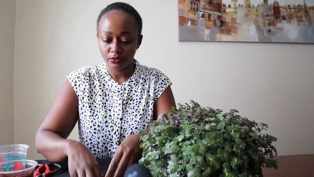 Callisia Repens plant propagation and care смотреть онлайн