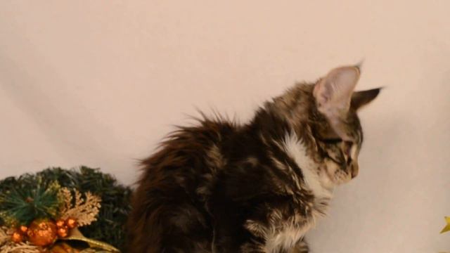 Котенок мейн кун Potap (absentcoon) смотреть онлайн