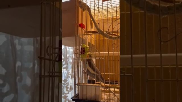 Наши Кореллы и их детки. смотреть онлайн