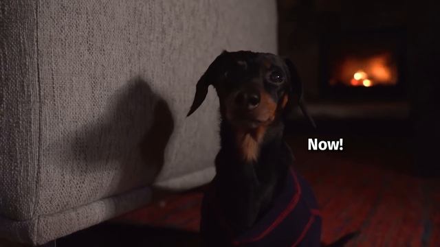 Ep#7: Dachshund Mischief on the Night Before Christmas смотреть онлайн