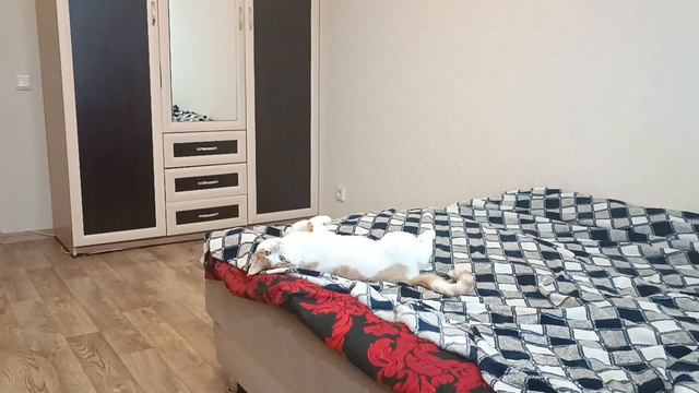 Кузя смотреть онлайн