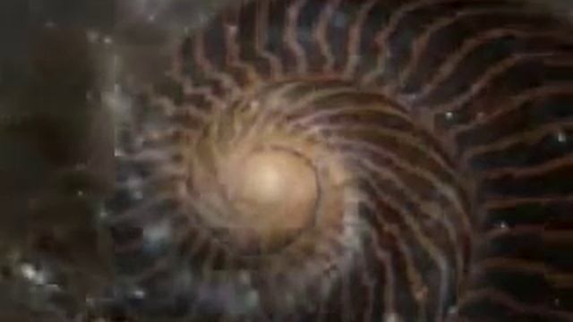 Золотое сечение в фракталах и узорах природы смотреть онлайн