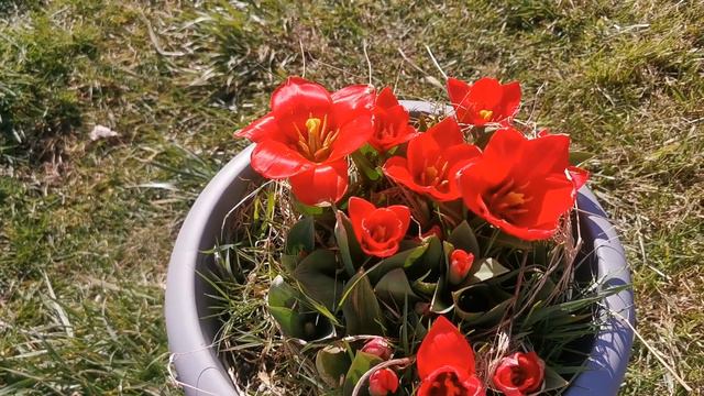 Tulip Showwinnner, One Of The Best Red Tulips For UK Gardens: Scarlet Flowers And Variegated Foliag