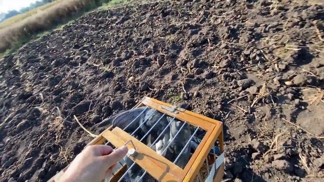 Ястреб Поймал Лучшего Голубя ? Открываем Охоту на Ястреба