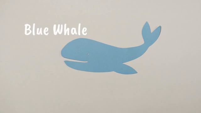 Whale Facts For Kids