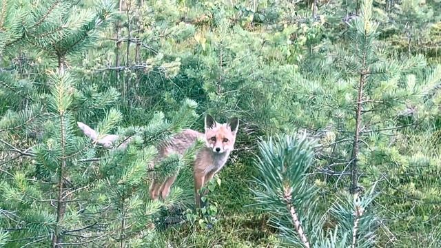 ЛИСА в ДИКОЙ ПРИРОДЕ! ГРИБНИК в НОКАУТЕ! Лисёнок ПОДОШЁЛ КО МНЕ! НЕОЖИДАННАЯ ВСТРЕЧА! Лес Грибы 202 смотреть онлайн