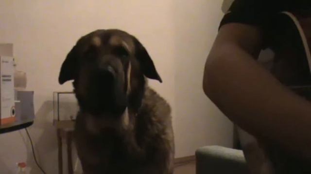 Мой пёс тоже поёт ).mp4