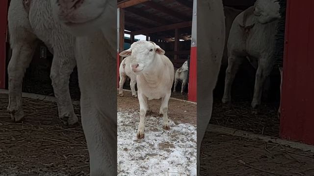 Белый Дорпер - Продаётся! Более подробно в описание смотреть онлайн