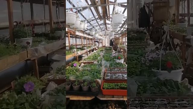 Рассада Иркутск 89086553950 смотреть онлайн