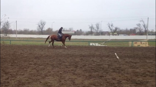 Жеребец тракененской породы (5006-5)