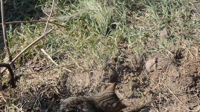 Дикая Природа на Экране