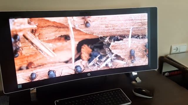 HP Envy Bang And Olufsen смотреть онлайн