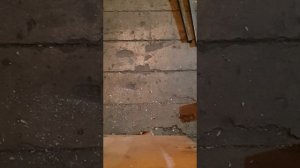 Ремонт гитары или что делать если отклеился гриф