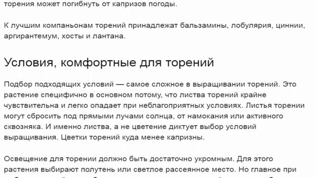 Торения — королева среди колокольчиков смотреть онлайн