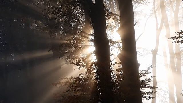 Футаж для видеомонтажа #21 [Природа, лес, деревья] смотреть онлайн