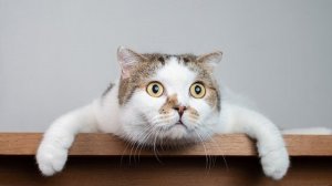 Приколы про животных коты и кошки смешное видео