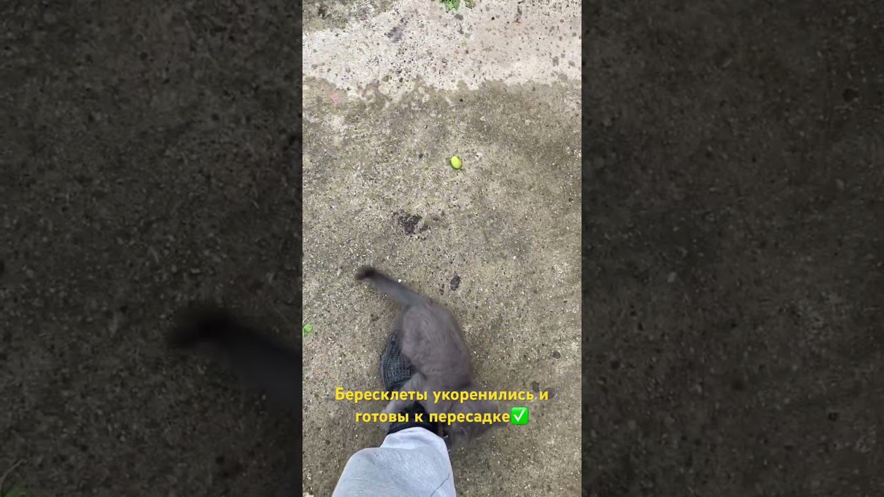Бересклеты укоренились! Буду пересаживать! #бересклет #укоренение #питомник