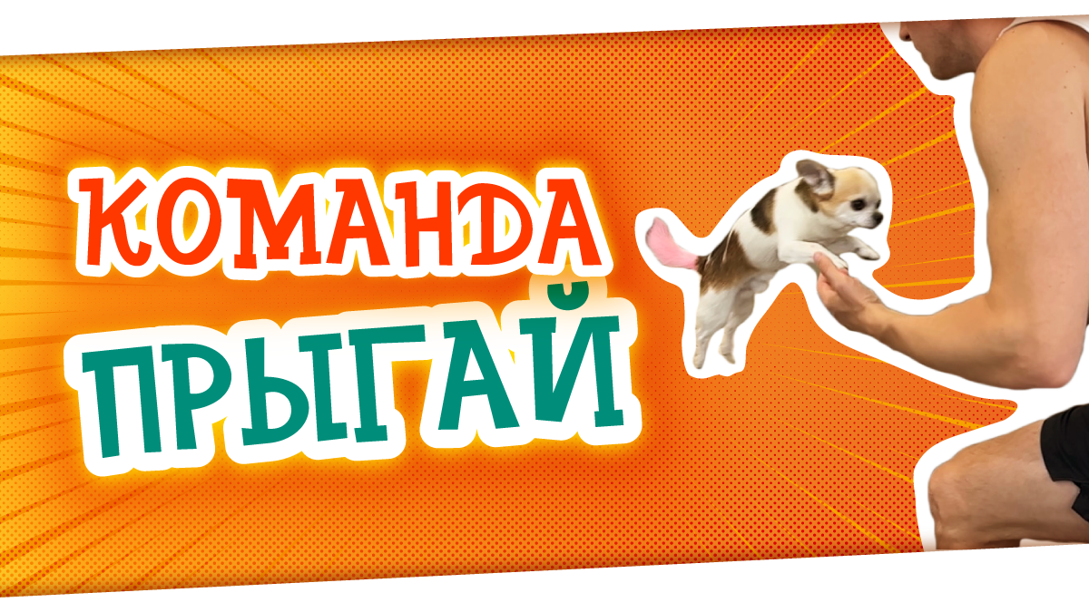 Полет собаки. Как научить собаку летать смотреть онлайн