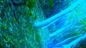 Рем Дигга - Черника