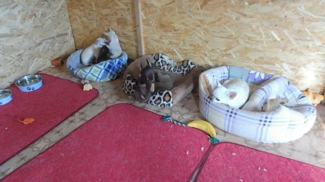 #ЧИХУА МИНИ ЖИВУТ МАЛО ? #ГИДРОЦЕФАЛИЯ#РОДНИЧОК ОТКРЫТ У ЧИХУА#ЩЕНОК ПРИУЧЕН К ТУАЛЕТУ ? #МАРИМИСТИ смотреть онлайн