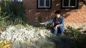 Астра вересковая  Не могу налюбоваться. Полное описание и выращивание