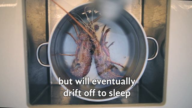 Preparing your live Lancelin lobsters for cooking смотреть онлайн