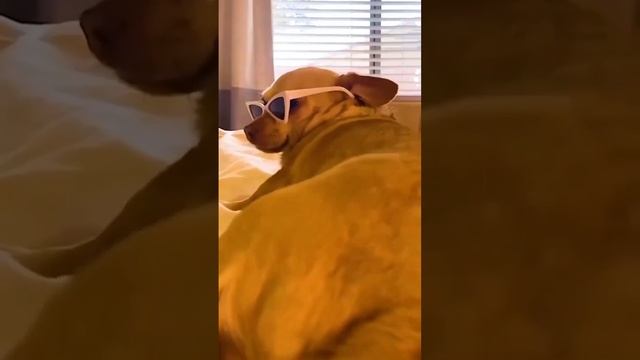 милые братья наши меньшие!!! смотреть онлайн