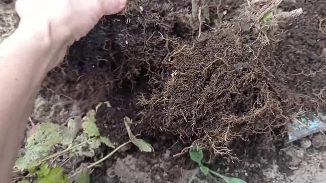 Маленькие садовые дела во время большого комендантского часа. 2 мая 2022 г. Одесса. смотреть онлайн