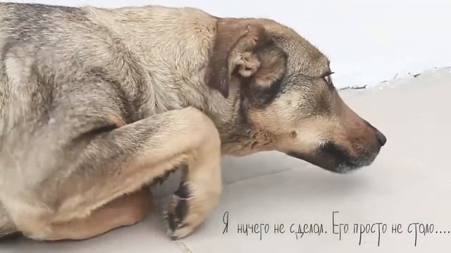 Извените не хотела вас грустить но это надо посмотреть такое троготельное видео о бездомных животны смотреть онлайн