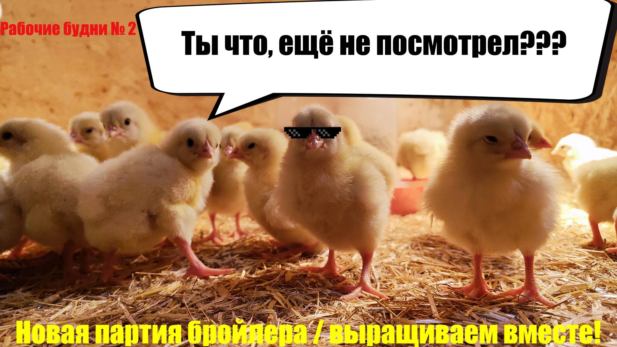 Приехал новый бройлер / выращиваем вместе смотреть онлайн