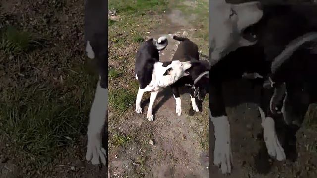 Хаски и питбуль смотреть онлайн