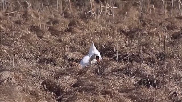 Маша строит гнездо смотреть онлайн