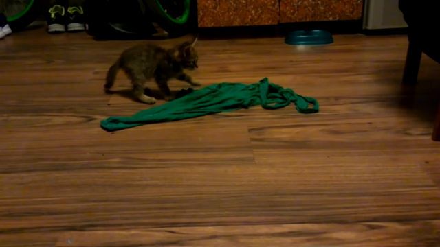Котёнок Космос моет пол смотреть онлайн