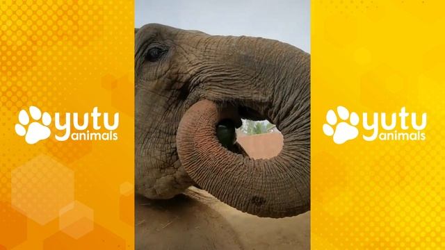 Elephant Eats Watermelon, Banana and Carrot By yutu animals смотреть онлайн
