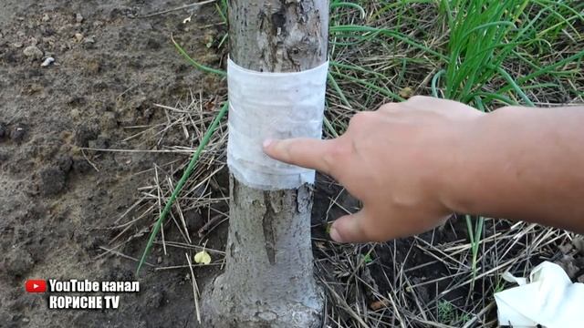Це швидко позбавить від попелиці і мурах на деревах смотреть онлайн