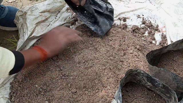 Best Method #एरेका पाम Pygmy Date, Miniat  Palm Phoenix Roebelenii  Ka New Plants Kaise Taiyar Kre