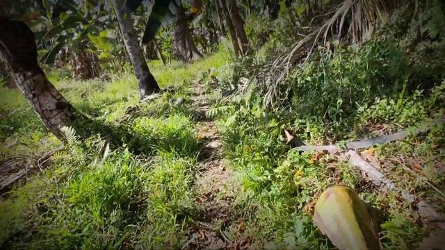kabahan kana KUMANDER KILAW pulahan kakampi kona🙏 RANGER MOVEs pinasok ko mag isa смотреть онлайн