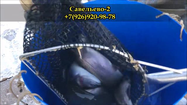 Савельево-2. Рыбалка. Форель. смотреть онлайн