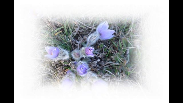 Ladislav Kopůnec   Koniklec   Pasqueflower    CZB