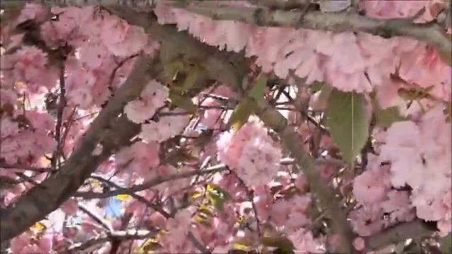 #972 США, Мечта Лоры сбылась! А я в розовых очках:)