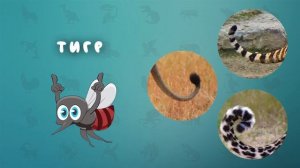 Угадай животное по хвосту – тест викторина про животных для детей от Комарика