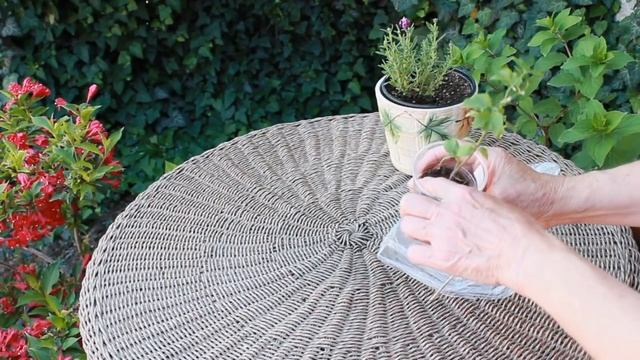 РЕЗУЛЬТАТ ЧЕРЕНКОВАНИЯ клематисов! Черенкование " с пяточкой" смотреть онлайн