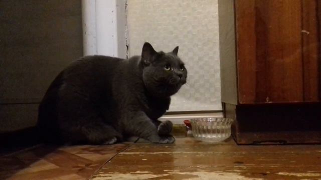 Кошка Мила пьёт воду с лапки 2018 Йошкар-Ола смотреть онлайн