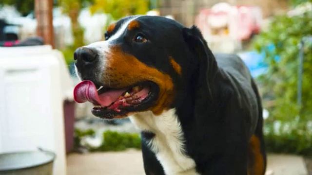Все породы собак.Аппенцелльская горная собака(Appenzell Mountain Dog) смотреть онлайн