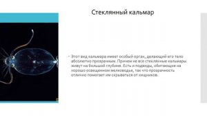 Всемирный день океанов «Чудеса и тайны океана»