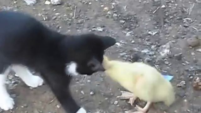 Бой,котенок индо утка,жесть, смотреть до конца смотреть онлайн