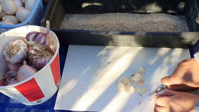 Как улучшить вкус яйца, что добавить, а что убрать из корма смотреть онлайн